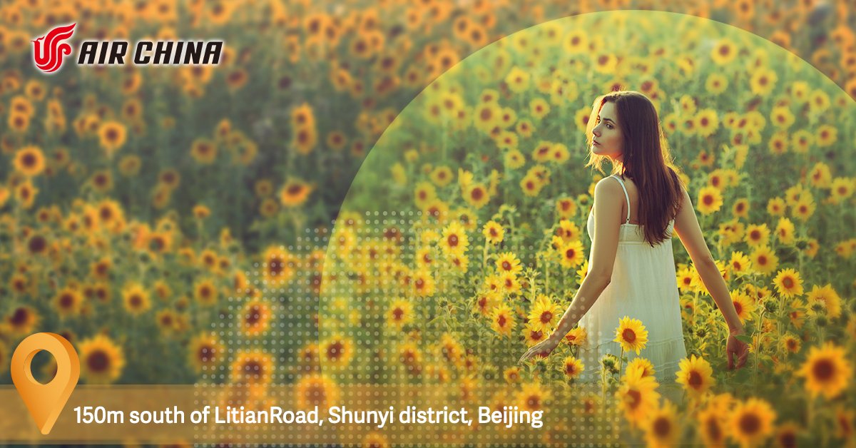 Visitors to Beijing usually head straight to the Forbidden City, but one of the city’s secrets is a “sea of sunflowers” in Loutai Village. Escape the crowds this autumn and lose yourself in shoulder height yellow petals! 150m south of Litian Road, Shunyi. #AirChina