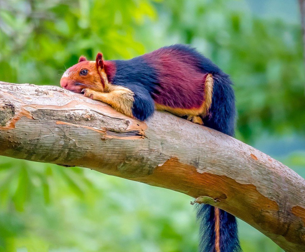 IndianGiantSquirrel - Twitter Search / Twitter