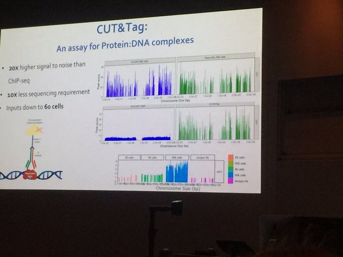 zalcenstein's tweet photo. Flash talk #bio21methods19 by @dvbro0 from #WEHIscore on new cost effective Single Cell CUT&amp;Tag protocol https://t.co/nW1nazu82o