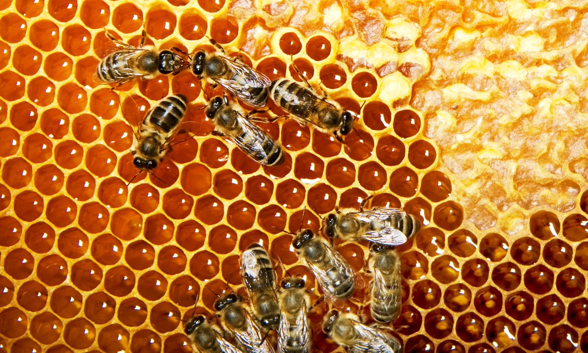 Bee-utiful news for the Aussie #honey industry - new report led by @ithreeinst <a href="/ProfLizHarry/">Liz Harry</a> <a href="/nural_c/">Dr Nural Cokcetin</a>  shows at least 7 Leptospermum species produce honey with exceptionally high levels of #antibacterial activity uts.ac/2Nb6oD1 <a href="/UTSEngage/">UTS</a> <a href="/UTSResearch/">UTS Research</a> <a href="/AgriFuturesAU/">AgriFutures Australia</a>