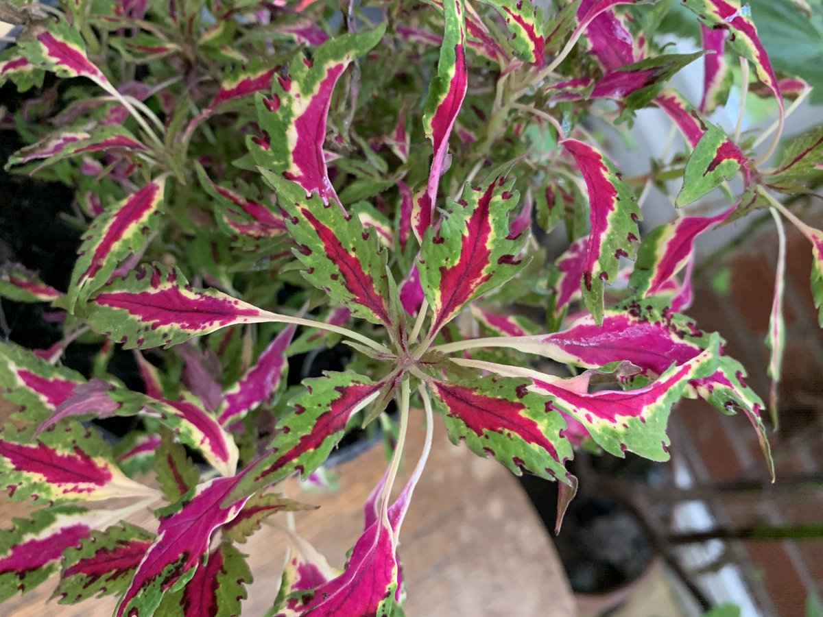 GriffinGlasshse's tweet photo. RT @papaver: New on the blog- this month’s irritating plant- Coleus Sulky Pants https://t.co/d300bVKhQw #gdnbloggers #gmg #gardenblog #ipotm https://t.co/hlmCKYfB78