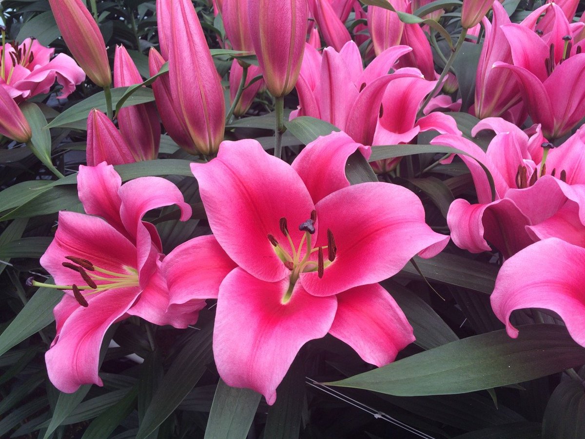 Beauty OT Dalian