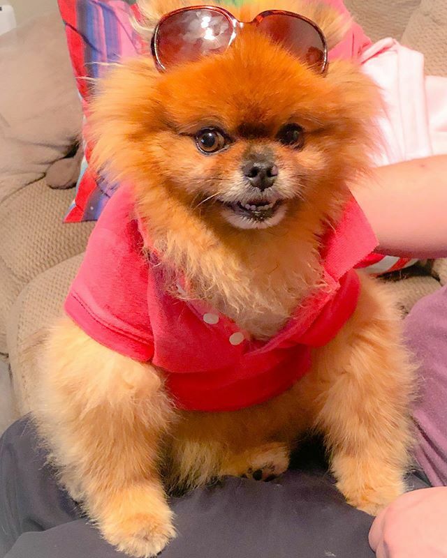 idquid's tweet photo. #howloween #remythings #dogsofinstagram #halloweencostumes https://t.co/3n76rMHieN