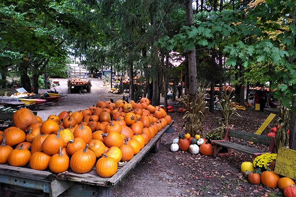 Pumpkin patches and corn mazes are staples of fall in Waterloo Region! 🎃🌽 We've curated a list of farms and mazes that will have you falling in love with autumn all weekend long. 🍁

Find a location near you ➡️ bit.ly/2M1mfEV #ExploreWR