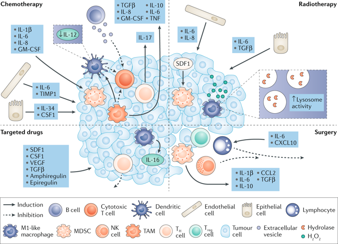 NatureRevCancer's tweet photo. Most studies looking at therapy resistance have focused on tumour-intrinsic changes, yet it's now clear that host responses to different cancer therapies can contribute to tumour regrowth, spread &amp; resistance. Find out more in our Review from Yuval Shaked  https://t.co/tWTajkf7M2 https://t.co/DCggVOD814