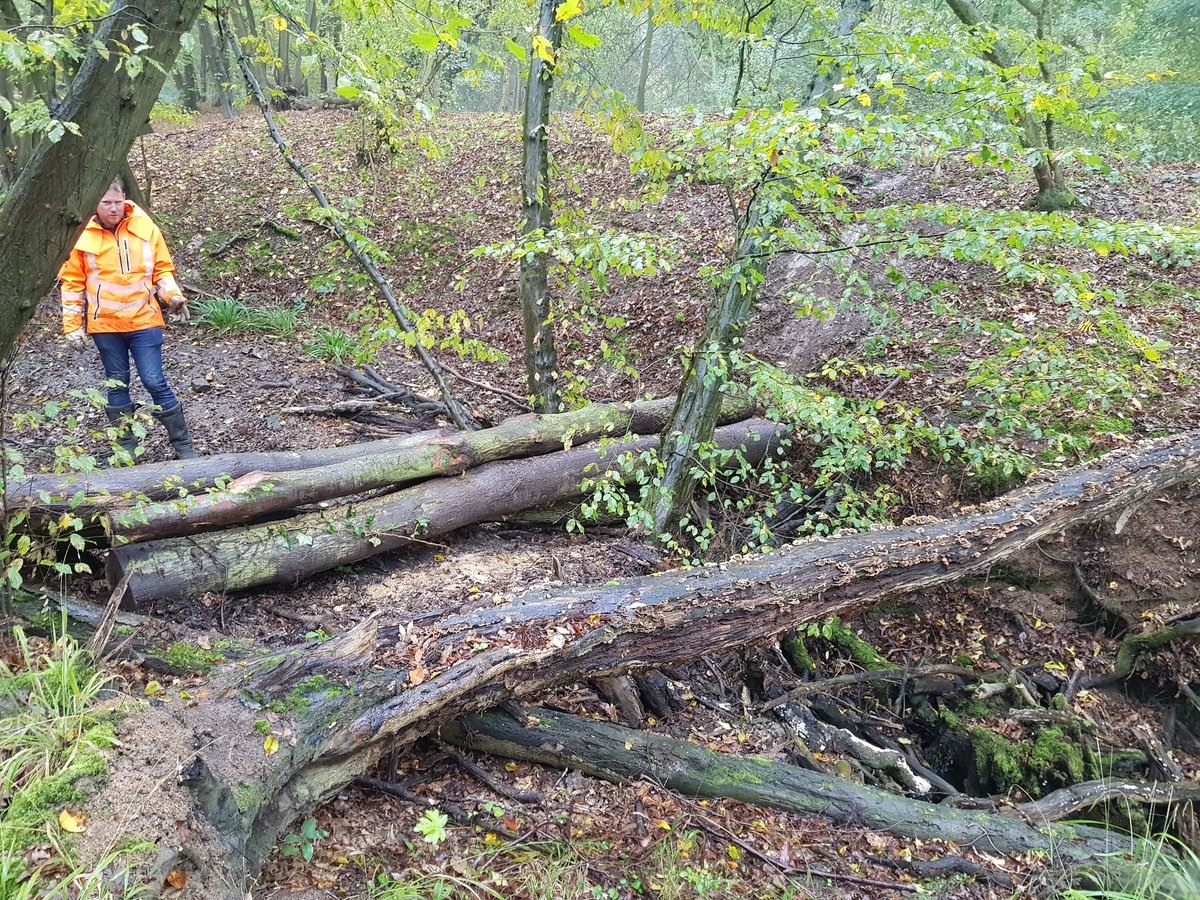 MattButcherEA's tweet photo. The first of 10 leaky dams is taking shape at @visitparks Thorndon Country Park. Roy from @hawthornhorses still doing a great job with the heavy pulling and deserves his impromptu snack! Great @Essex_CC @EnvAgencyAnglia #partnershp #flood management project. https://t.co/MPL0vW07Qs