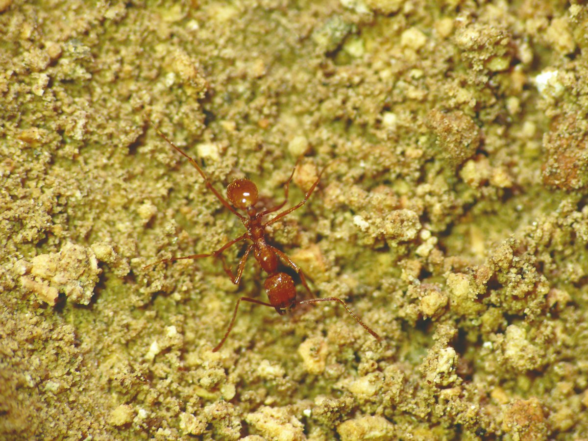 CURIOSIDADES SUBTERRÁNEAS: Hoy traemos una hormiga con hábitos subterráneos. Este bello y raro insecto es común verlo en algunas cavidades de #Jaén... y es que el Jaén subterráneo es único. 

#Espeleologia <a href="/cronicasdefauna/">cronicasdefauna</a> <a href="/OrgullososdJaen/">Orgullosos de Jaén</a> @info_conama <a href="/coambaoficial/">COAMBA</a> <a href="/APIA_es/">APIA</a>
