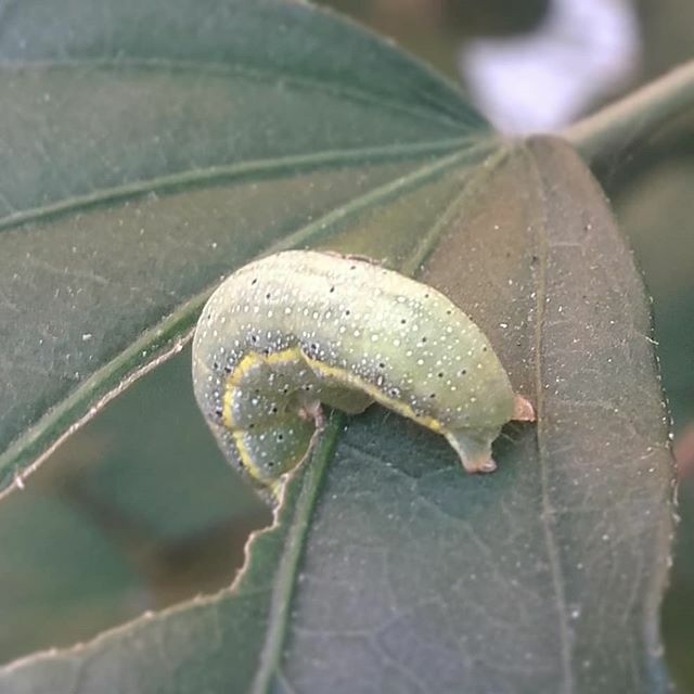tch108's tweet photo. caterpillar 🐛 #macro #macrophotography #macroworld #macroshot #top_macro #shots #macro #macrolove #macrooftheday #green #catterpillar https://t.co/CCPe2rpdeh https://t.co/6iiH3nzoaJ
