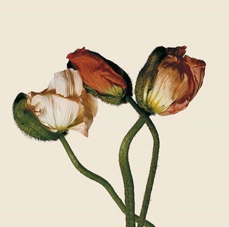 LindysJewelry's tweet photo. Fall florals! #lovelindys 
.
.
.
.
.
@kikidemontparnasse #KKDM #shakieborgunwall #irvingpenn #floralfantasy #autumn #jewelryisforever #todaysinspo #thursdaymood #blooming #lindysjewelry https://t.co/EkcDvdduoT