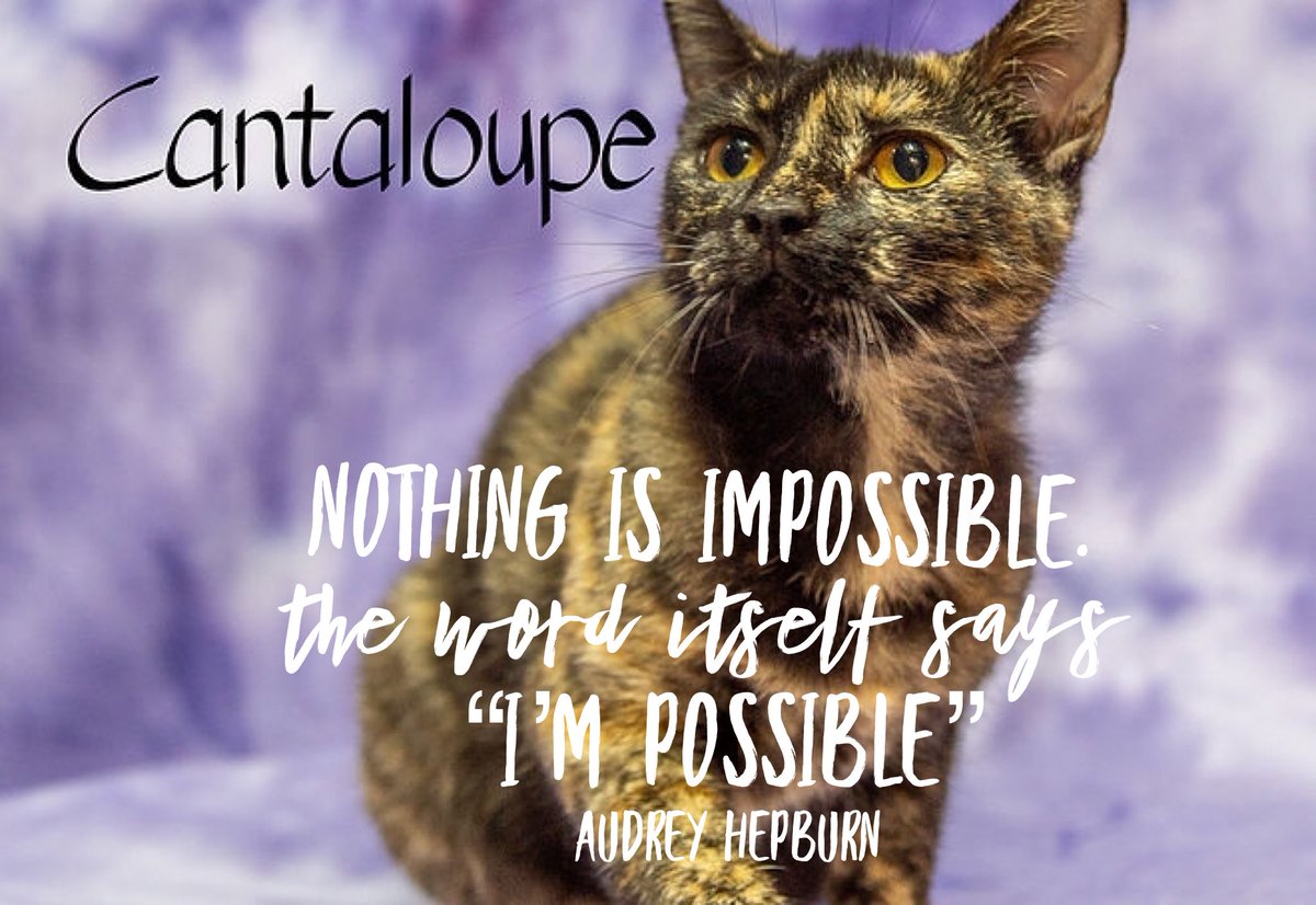 HALO_Rescue's tweet photo. Motivate your morning! Cantaloupe here is ready to be your very own life coach!! #startastory https://t.co/aOBQQxgbMs