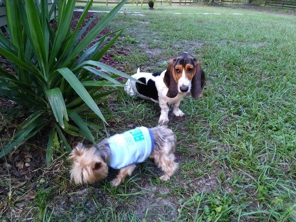 bed_bow's tweet photo. Little Joey and Peaches exploring the one-acre doggy run. https://t.co/tQJ5BlQpSr
#facewasher #tailslapper #lapcrusher #supersnuggler #stealerofhearts #myshadow #k9 #dogsoftwitter #animallovers https://t.co/Aw1oQmP26n
