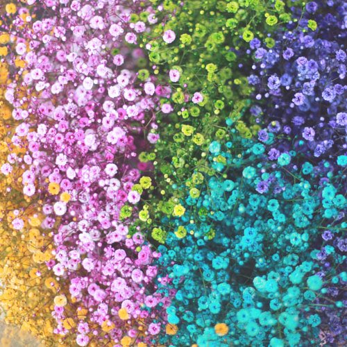 ローズショップ ٹوئٹر پر レインボーかすみ草の花束 日本全国に発送 鮮やかな色を残したままドライフラワーになります