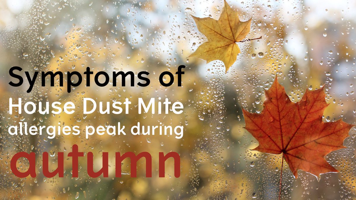 Dust mite allergy? Now is the perfect time for a spring clean. When the central heating goes on, dust mite particles are at their highest as the mites die off. Use a vacuum cleaner with a HEPA filter and wipe with a damp duster to stop the dust from flying around. #allergytips