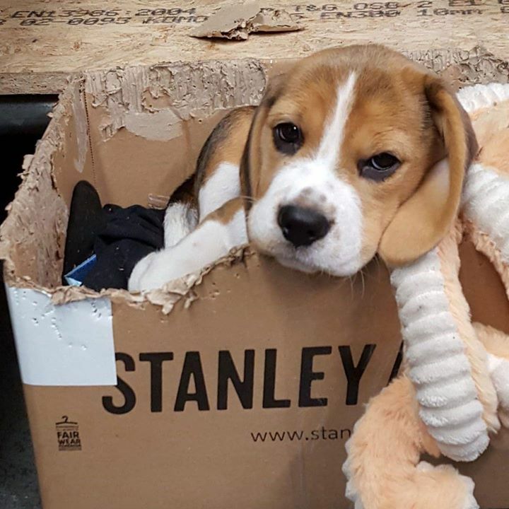 Meet our new staff:
Polly Moon quality controller  cardboard boxes .
.
.
.
.
#blendomatic #beagle #wearestanleystella #newstaff #Cardboardbox #beagles #puppy #cuteashell #basicdrive #basicdrivebeagle #vanhetwittestaartje #beagle_mania #beagledaily #beagl… ift.tt/2Mtjaz0