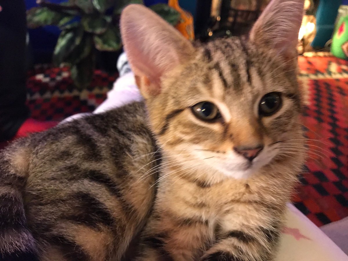 It’s almost 2 months and our little Tilda is still missing. She is a year old and is microchipped. She is so missed. Last seen in our garden Twilley Street Wandsworth. Please keep an eye out for her. Thank you x #CatsOfTwitter