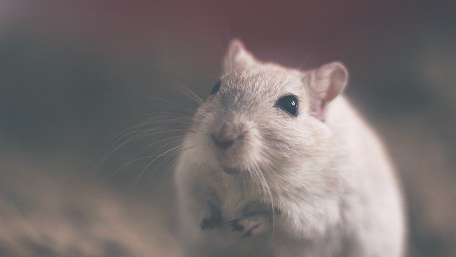 prepperbits's tweet photo. Tips for Pest Control after SHTF https://t.co/FE8Kdql7QZ https://t.co/XKPpBHaDxs