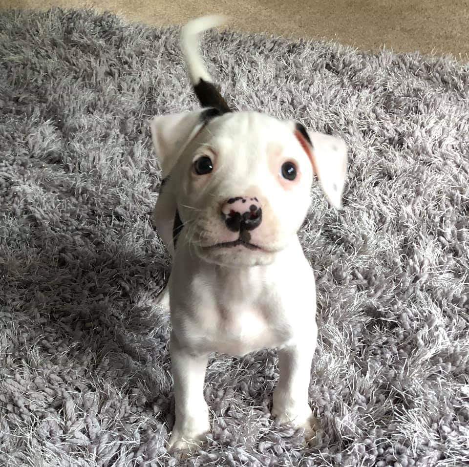 jojojames8176's tweet photo. Our new addition can't believe the love I feel after only 1 week 💙 #sulley#bluebloodbulldog https://t.co/3EnJ6wNMBU