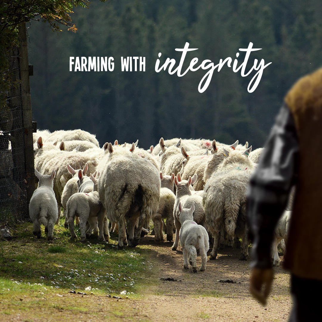 MakeitScotch's tweet image. Farming with integrity, #ScotchLamb PGI stands for quality, trust, and whole-chain assurance. These flow-through Scotland's farming industry, ensuring you're getting meat you can trust. #MeatWithIntegrity