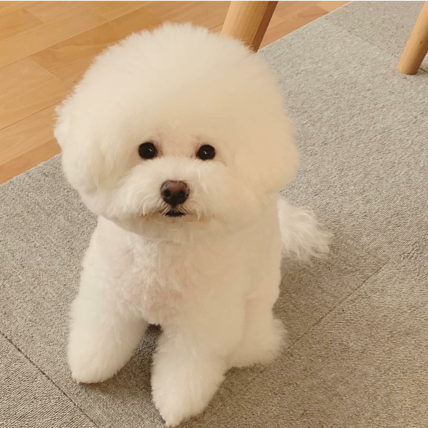 Twitter 上的 おけいはん Mako327s 白いもふもふの犬 ビションフリーゼですかね T Co Gzntjym6cs Twitter Twitter 上的 おけいはん Mako327s 白いもふもふの犬 ビションフリーゼですかね T Co Gzntjym6cs Twitter