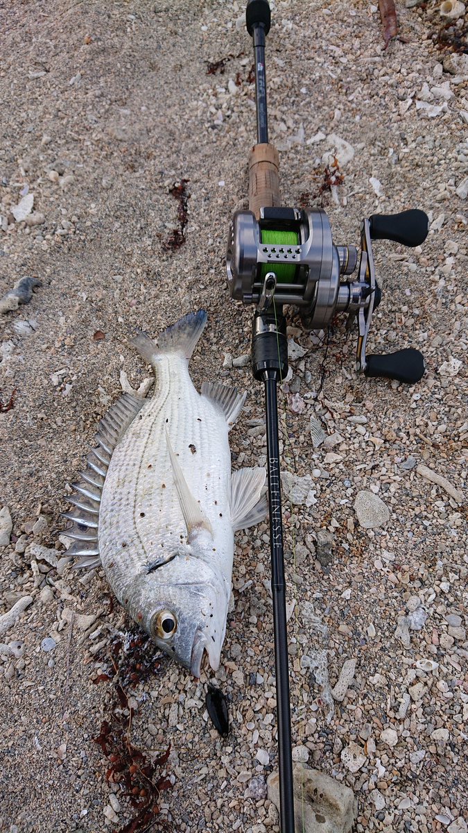 でぶｇ در توییتر サーフチヌｐ調査 トップに乗らないのでマイクロスプーンでスローに誘ったらちっこいの２連 ミナミクロダイ エラディケーター ベイトフィネスカスタムプロト カルカッタコンクエストｂｆｓ