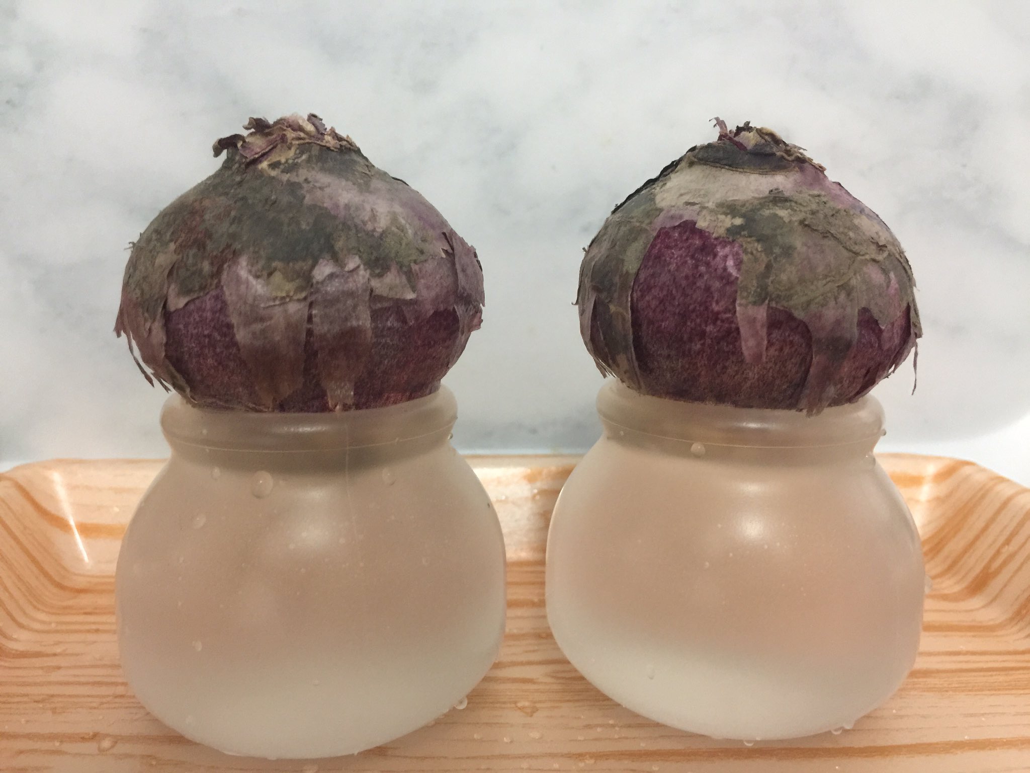 ナツメルウ ヒヤシンスの水栽培始めます 芽がでるまで冷蔵庫 あるいは冷暗所 芽が出たら日光の元へという流れが一般的のようです まだ小さい玉ねぎなのに大きい容器で冷蔵庫を圧迫したくないので100均のプリンカップで行ってみよう やってみよう