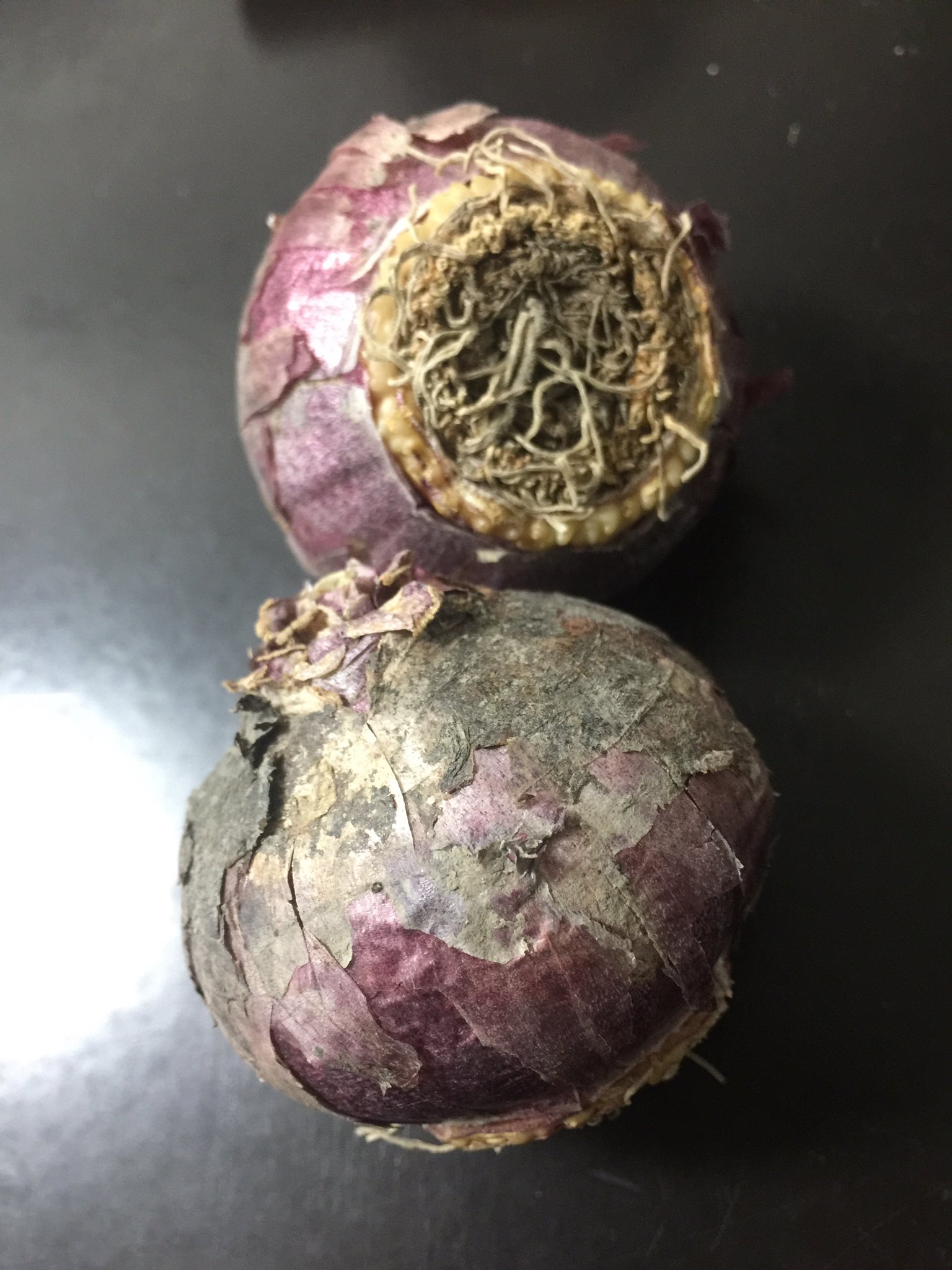 完 ヒヤシンス水栽培 Twitter