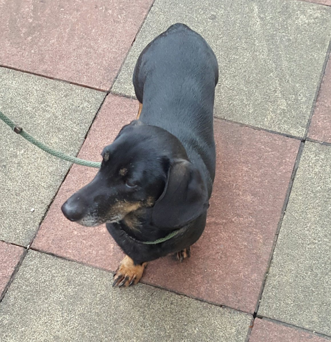DavidLeaver2's tweet photo. I get letters from neighbours' dogs. #oaplife https://t.co/iIJ2P5c5VI