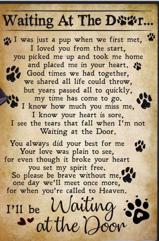 lesley_morgan25's tweet photo. Had bit of cry today when I saw this today!! #MissCharlie 😥🐶 https://t.co/QqWxwvFA5L