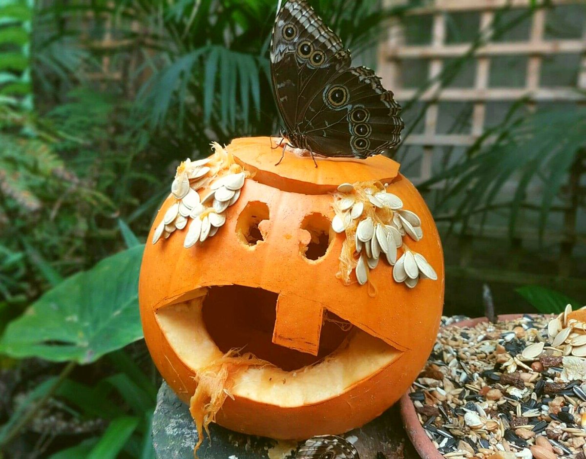 Stratford Butterfly tweet media