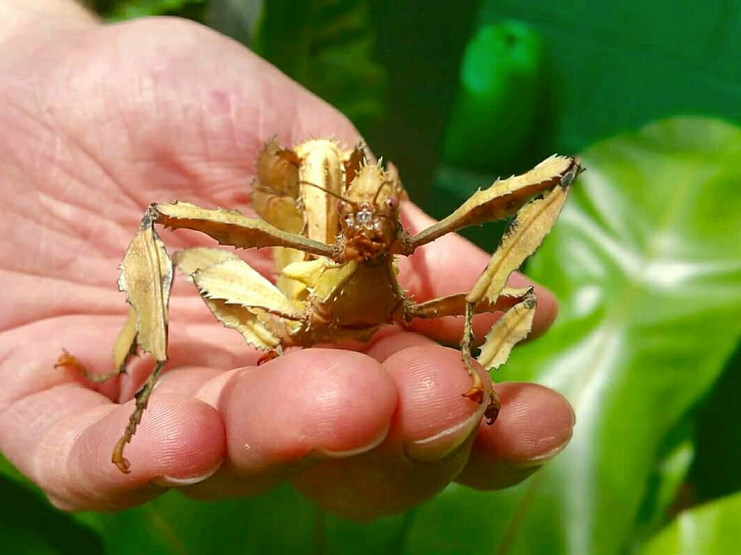 #halfterm #meettheminibeasts handling sessions start this weekend butterflyfarm.co.uk/attraction/new… <a href="/StayPlayExplore/">Stay Play Explore</a> <a href="/ShakespearesEng/">Shakespeare’s England</a> <a href="/StratfordVIC/">Stratford VIC</a> <a href="/BeccasButterfli/">Rebecca's Butterfly Farm (BCyA)</a> <a href="/Familyfuninbham/">Family fun in Brum</a> <a href="/familieswarks/">Claire</a> <a href="/Raring2goSoli/">Nicola Maile</a>
