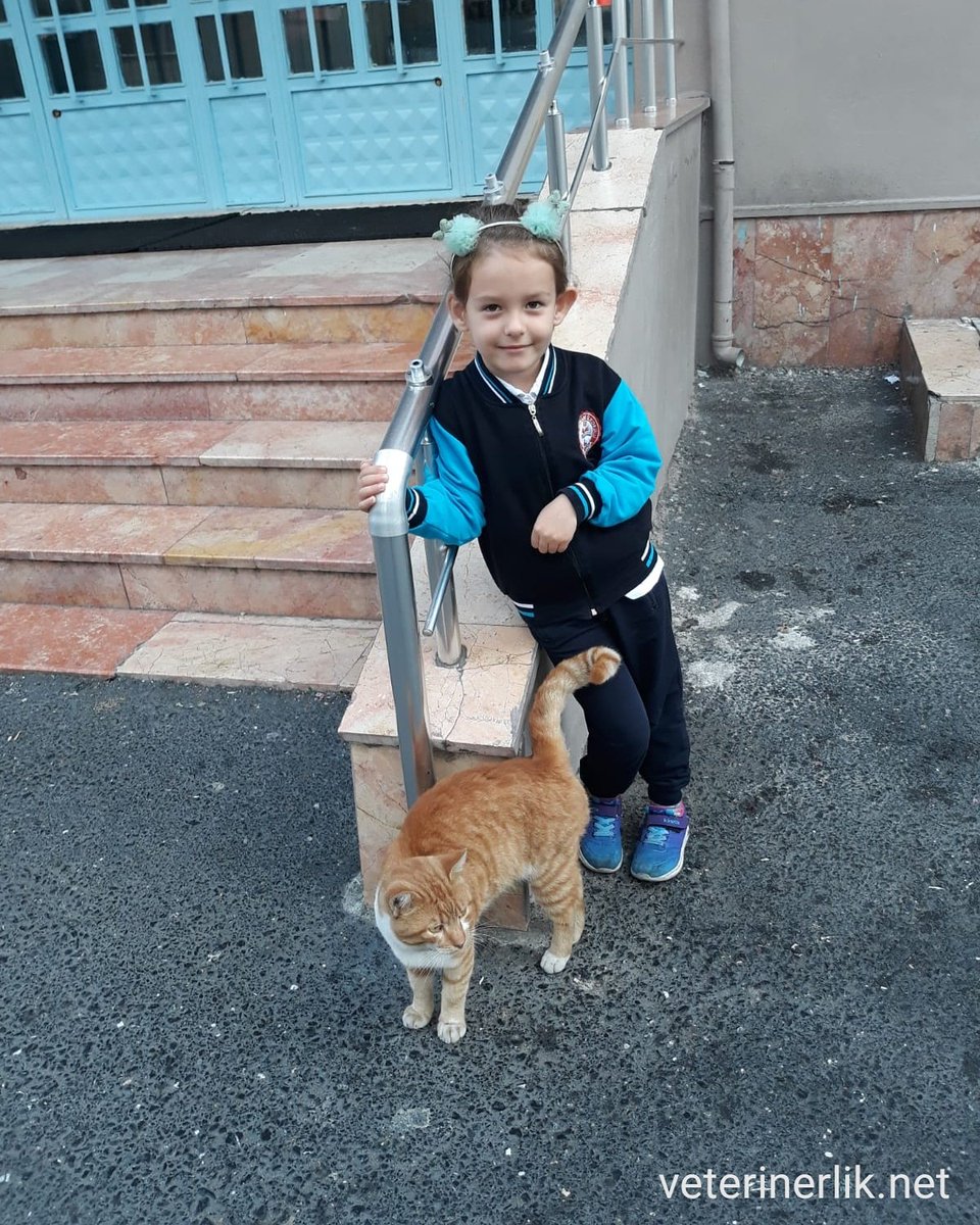 Bir kedi onu ne zaman çağırırsanız yanınıza gelir tabi eğer yapacak daha iyi bir şeyi yoksa🐱👧🐾

Dostlarınızla ilgili tüm sorularınızı alanında uzman veteriner hekimlerimize ücretsiz sormak için hemen üye olun
veterinerlik.net

#kedi #cat #hayvan #çocuk  #veterinerliknet