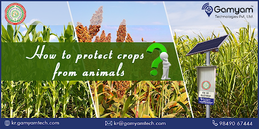 Khethi_Rakshak's tweet image. At Gamyam Technologies, we offer cost-effective and eco-friendly solution to protect agricultural crops/farms from wild animals i.e, Khethi Rakshak
Learn more: kr.gamyamtech.com
Contact us @ 9849067444
#protectcrops #innovativeideaagriculture #protectfarms @icarindia