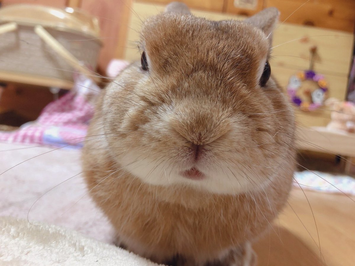 うさぎのラン ㅅ うさぎは正義6巻 かわいい おもしろい ボス最高 背景に溶け込む6巻 W 表紙のボスがお手手で ハート 作ってるのがめっちゃ可愛い Usagi Is Justice うさぎは正義 うさぎ ラン T Co Gyts03qqxj うさぎのラン ㅅ うさぎは正義6巻 かわいい おもしろい ボス最高 背景に溶け込む6巻 W 表紙のボスがお手手で ハート 作ってるのがめっちゃ可愛い Usagi Is Justice うさぎは正義 うさぎ ラン T Co Gyts03qqxj