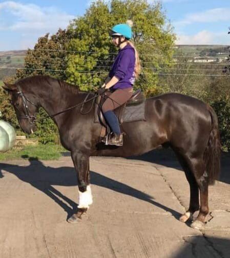 York Auction Centre On Twitter The Catalogue For The Horse Sales This Friday 25th October Is Now Available Online With Some Super Entries Https T Co Fny1nfbfpu Equestrian Auction York Https T Co 5hjugobccv Twitter