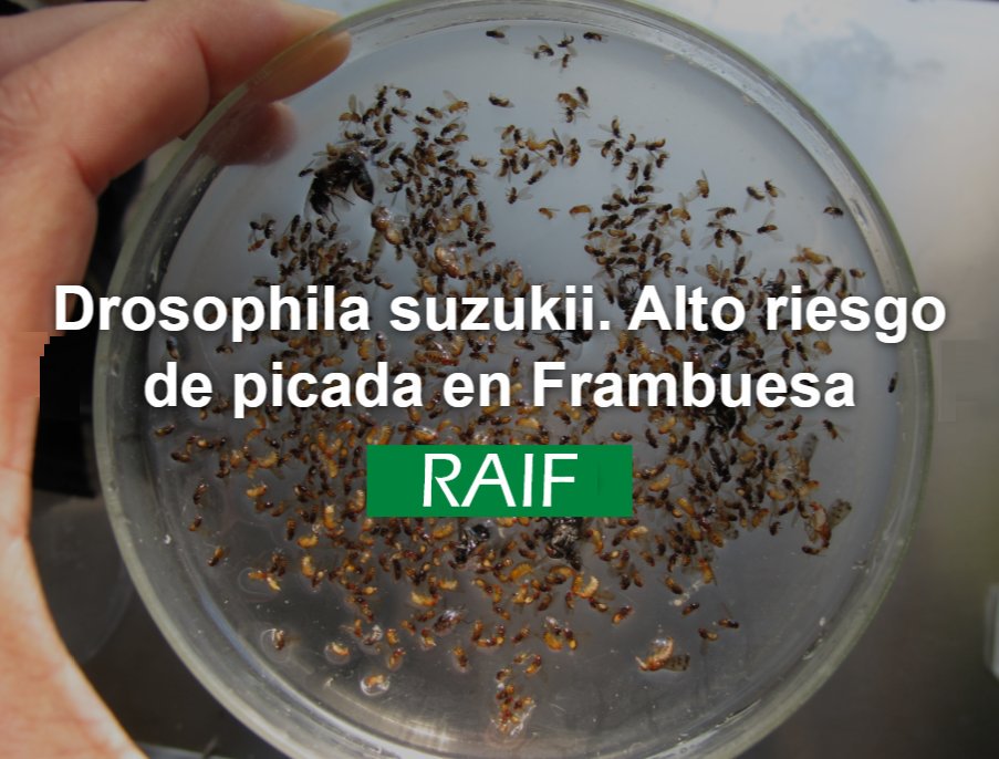 RAIF_noticias's tweet photo. Debido a las condiciones climáticas de la provincia de Huelva se incrementa el riesgo de picada de Drosophila suzukii en el cultivo de la frambuesa.
#RAIF #frutosrojos #berries #frambuesa
https://t.co/Xr6CDHh6oc https://t.co/hABcN0A8MG