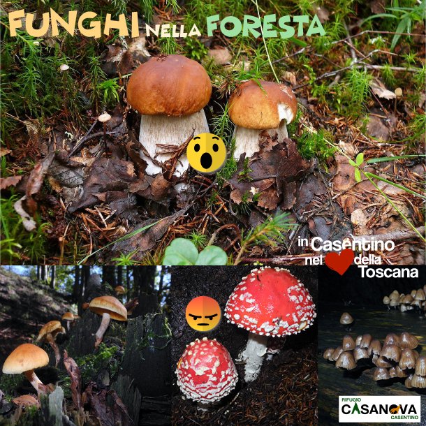 Ciaspole's tweet photo. 🎉🎉🎉E' il momento dei #FUNGHI!!!🍄🍄🍄🍄
🏡 in #Casentino nel <3 della #Toscana | ☎ 366.5849069
(y) Scopri il programma qui 👉https://t.co/JnZbm0jxZ6 https://t.co/tyMVyqnwr9