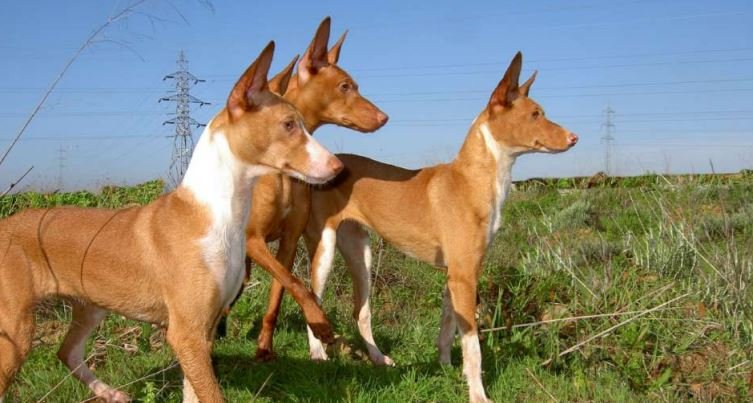 RFECampeonatos's tweet photo. 🏆🐕Conoce todos los pormenores del VI Campeonato de España de Trabajo para Podenco Andaluz y Maneto en el programa oficial de la prueba‼️
📅1 y 2 noviembre
🏞️Almenara (Castellón)
Más info: https://t.co/aiadAdpvaU
#caza #podencoandaluz #maneto #Almenara #FederaciónMadrileñadeCaza https://t.co/zskMs5oiNC
