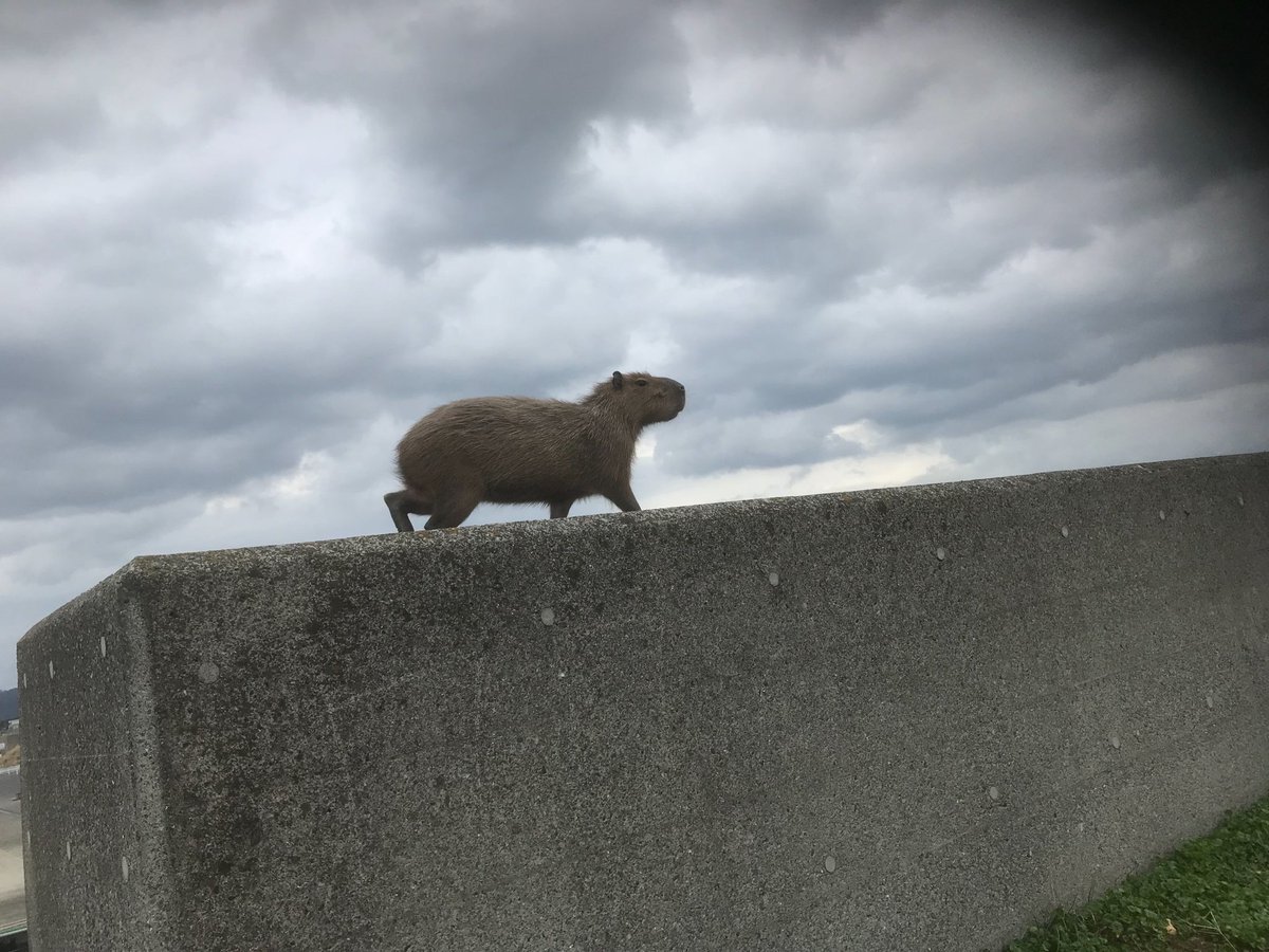 脱走してるカピバラ発見して警察と一緒に追いかけた 釣果はなかったけど貴重な体験ができた話 無事だったのは何より Togetter