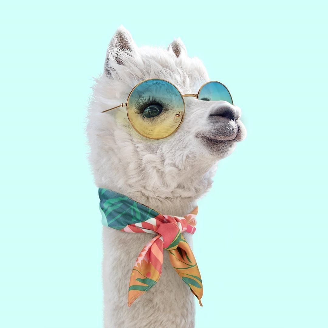 I think this is the level of coolness we should all aspire to 😎 Insta credit to: @paulfuentes_design ⁠
⁠
#llama #alpaca #chill #cool #vibe #fashionista #swag #animals #cute