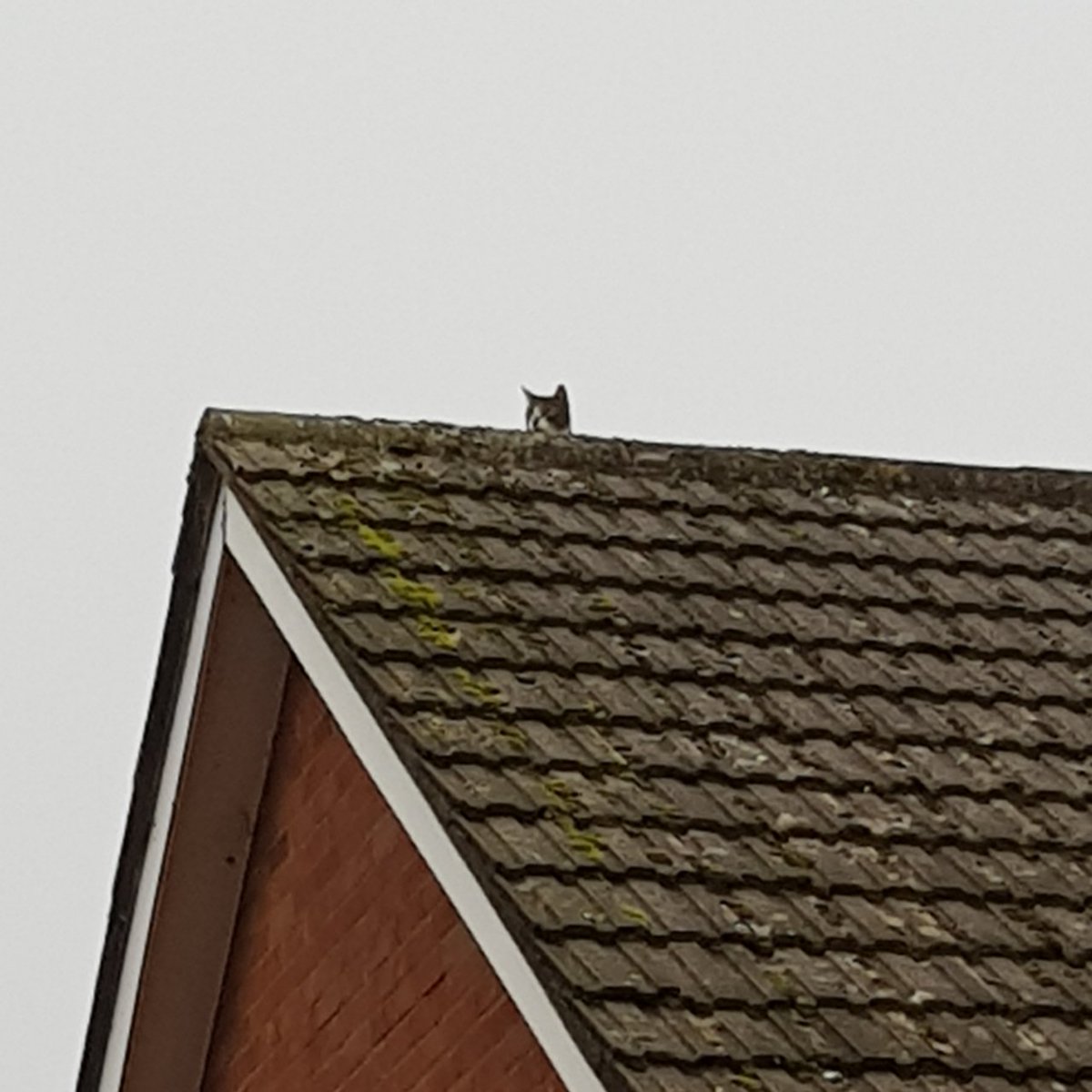 A morning thread for youThis morning we had a knock at the door. It's one of our neighbour's small children, she is knocking to tell us "he's stuck on your roof""Who?" I wonder aloudWho do you effing think, I reply to myself, thankfully not aloud.  #Pickle /1