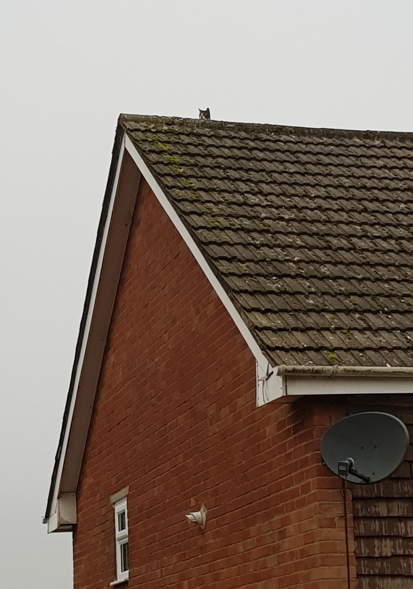 A morning thread for youThis morning we had a knock at the door. It's one of our neighbour's small children, she is knocking to tell us "he's stuck on your roof""Who?" I wonder aloudWho do you effing think, I reply to myself, thankfully not aloud.  #Pickle /1