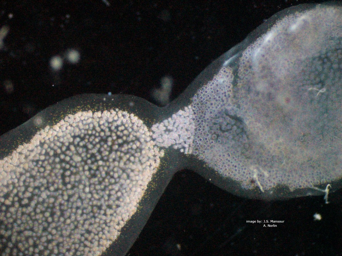 JoostMansour's tweet photo. @MargaretBrisbin @burnsajohn @mixotrophs @fabrice_sbr I actually have the (another) #Collodaria (#Radiolaria) version of #Creazione! Which always made me think of that image and the file is actually called 'Creazione' on my computer :D
#plankton #protist #mixoplankton https://t.co/J5omxr2YiK