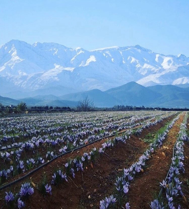 AtlasGold135's tweet photo. We are having a #ThrowbackThursday! The beautiful saffron harvest of Nov 2018. 
Based in the foothills of the Atlas Mountains, 35km from Marrakech, @zahour_saffron produces class 1, ISO certified saffron. 135 strands of which can be found in each bottle of Atlas Gold! https://t.co/2RgSRDxkdd