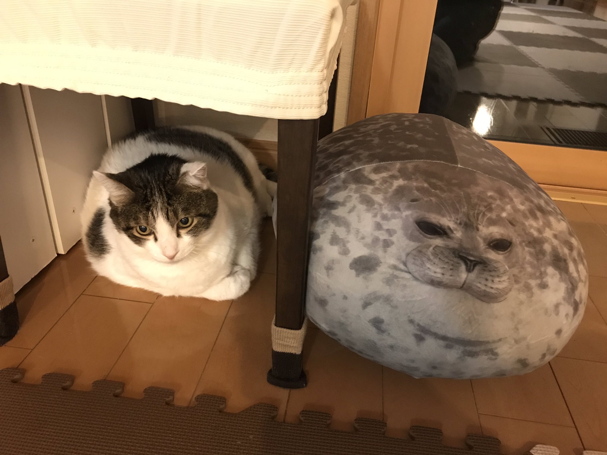 Толстый котик