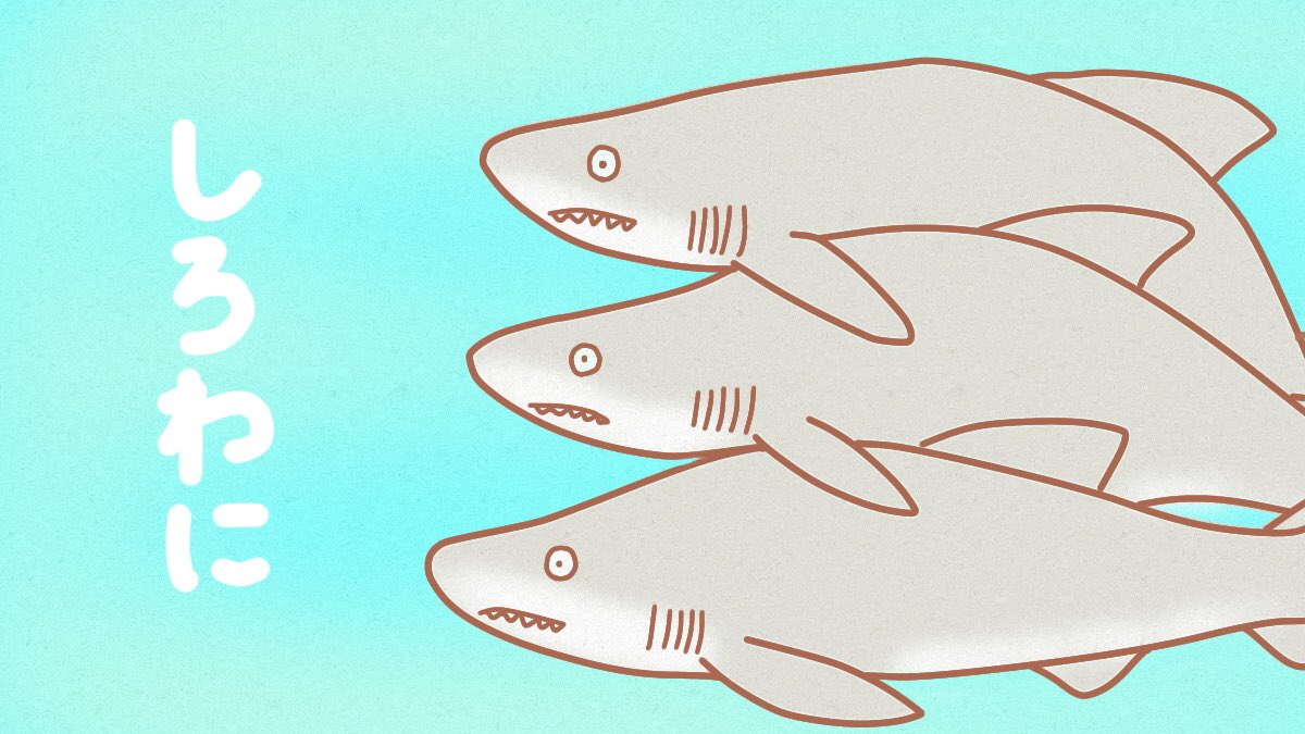 けいこっとん ゆるサメイラスト Twitter પર しろわに つむつむ イラスト サメ Shark Illustrations シロワニ