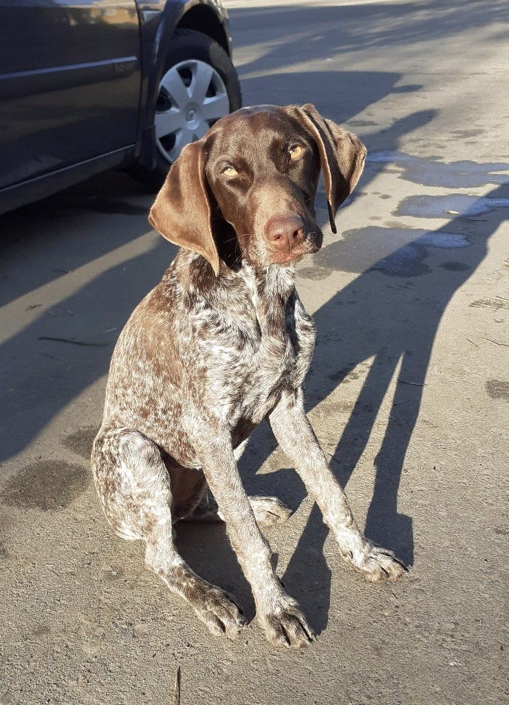 Найдена сегодня в #Родниках. Истощена. Прошу распространить, может,  кто ищет. Куцхар.