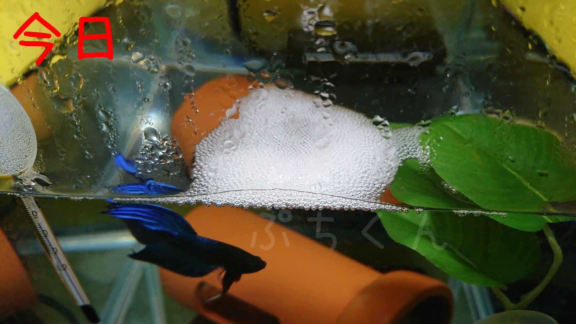 ぷちくん Lineスタンプ販売中 昨日水槽の真ん中に大きな泡巣を作っていた1号くん ﾟdﾟ こんなところに と思っていたら今日見たら泡巣が手前に移動 まだ小さいのにこんなことできるの どうやってあの大きい泡巣を移動したの ﾟdﾟ