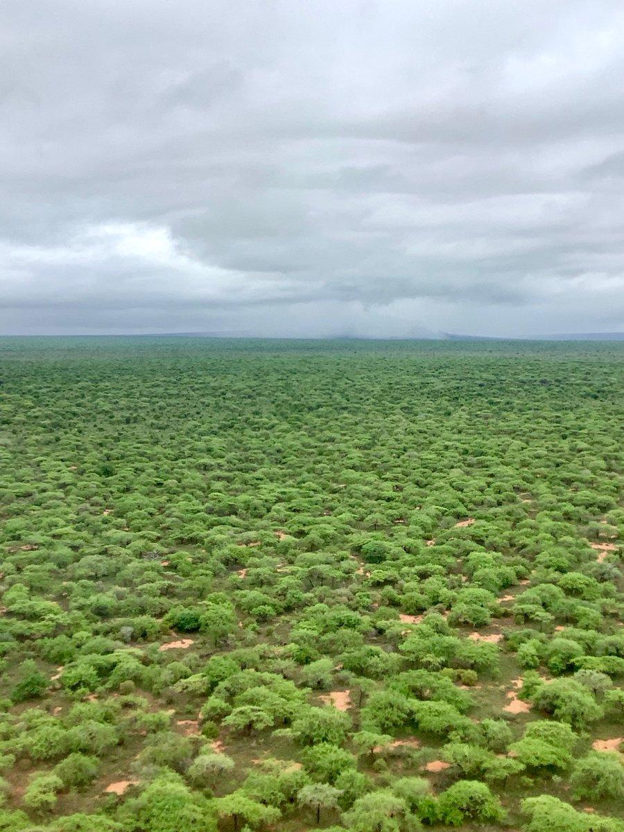 WildlifeWorks's tweet photo. Aerial surveillance alert! It’s the rainy season in Kenya and we cannot help but notice the change in the beautiful forest in the Kasigau Corridor REDD+ Project area.
#protectforests
#aerialsurveillance
#conservation
#thisisredd https://t.co/0RRzuDjR5U