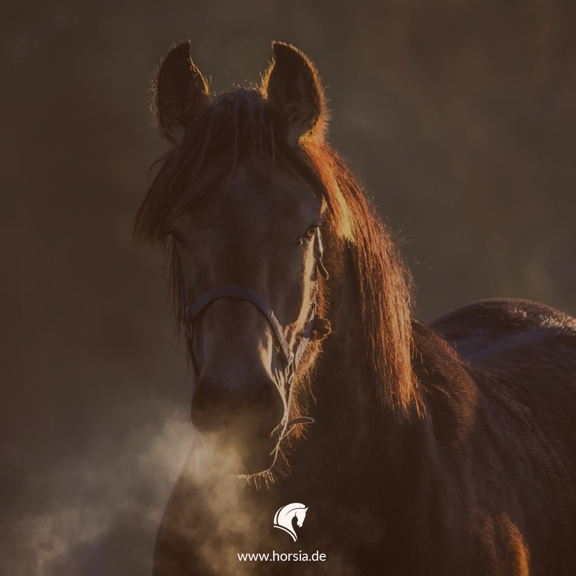 HorsiaPferde's tweet photo. Wenn der #Powerstoff "#Sauerstoff" knapp wird, könnte dein #Pferd mit #Atemwegsproblemen zu kämpfen haben. ▶ Ziehe bei anhaltenden Problemen auf jeden Fall immer deinen #Tierarzt zu Rate und unterstütze dein #Pferd zusätzlich mit natürlichen #Hustenkräutern. https://t.co/noEyoGBknp