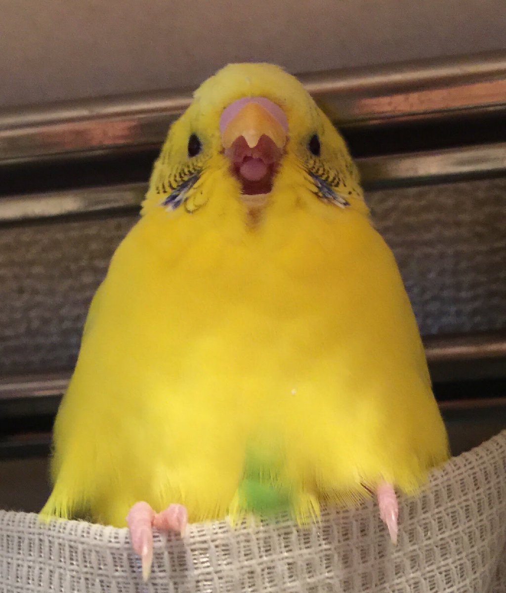 Riris4148847's tweet photo. うちの子たち🦜🦜 https://t.co/ey1KRMvb02